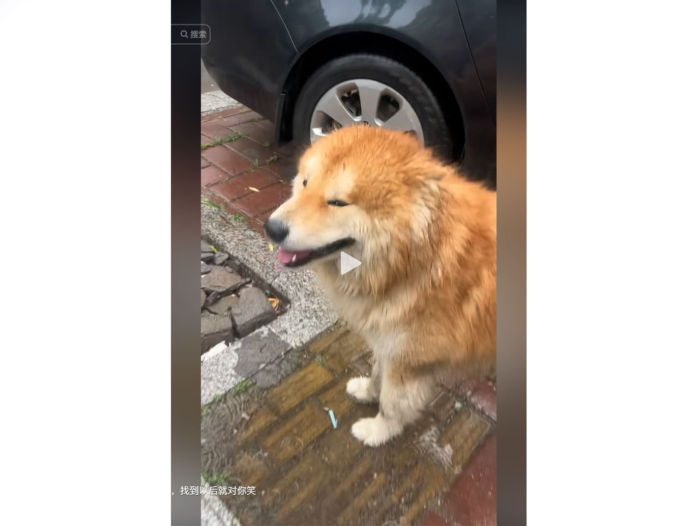 A fluffy orange dog with a happy expression stands