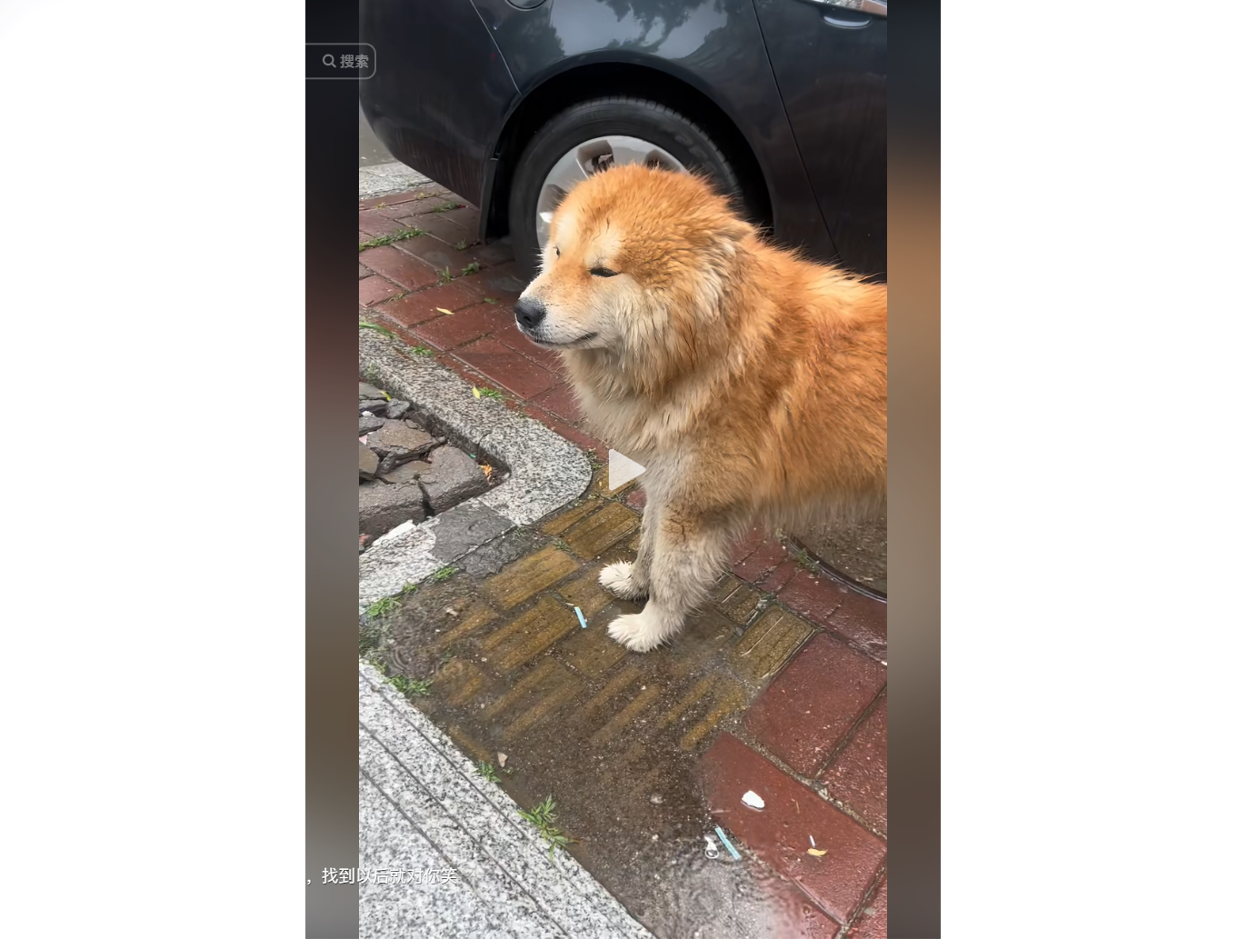 Soaked and Sassy: The Viral Debate Over One Stubborn Dog’s Rainy Rebellion